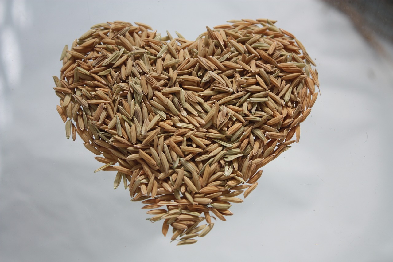 Inoculating Rice Bags with magic mushroom spawn